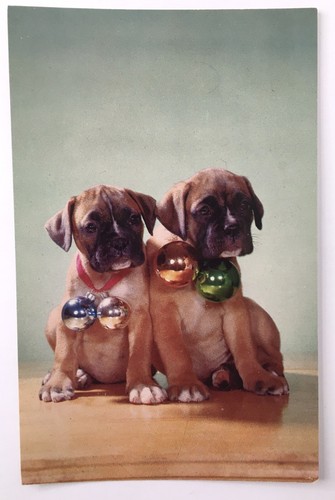 Dog postcard boxer puppies - dog,
