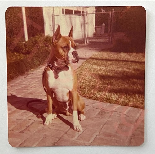 Vintage photo boxer - vintage, dog